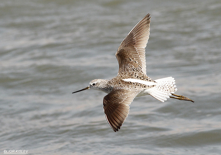 Marsh Sandpiper  Tringa stagnatilis   hital reservoir Golan heights, September 2014.